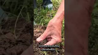 คุณภาพดินจากการไม่ไถพรวน | Udon Organic Farm