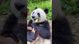 makanan pavorit niih#shorts #videoanak #kidsvideo #binatanglucu #panda#hiburan