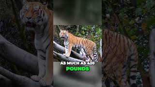 Unleashing the Monstrous Tiger: The Second Largest Cat on Earth #cutelions #lionslife #lions #shorts