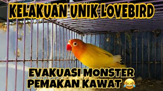 Evakuasi Lovebird Monster Lutino Mata merah dari Koloni Biola