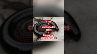 #326  5 curiosidades sobre o Piolho de Cobra 🐍 #luke5curiosidades #shortvideos#piolhodecobra