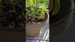 Hank Hill and the Pepper Plant the Can #shorts