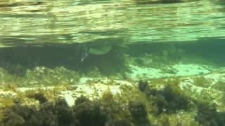 S'Archittu il Cormorano  -  Cormorant underwater on S'Archittu Sardinian's beach