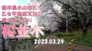 【VLOG】《桜並木》 栃木県小山市間々田山下通り 2023.03.29