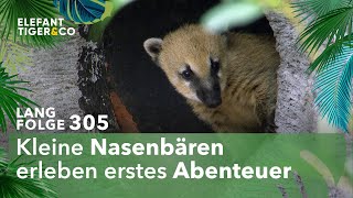 Ein Mann mit Biss (Langfolge 305) | Elefant, Tiger & Co. | ARD