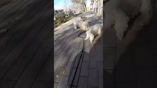 Один поводок и две собаки #вестикиастрахань #pets #westie #амуниция #поводки