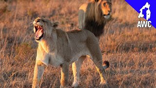 Lions Mating On the Mara l AWC Diaries