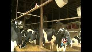 Dairy Cows   Enterprise