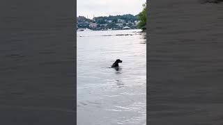 Doberman Pinscher, Doberman, European Doberman, Nice Dog, Big Dog, Doberman, Dog Swimming, Perro