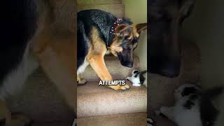 Overprotective Dog Watches Kitten's Daring Stair Adventure🐶😼