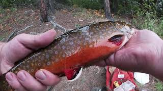 The Prettiest Trout I've ever seen!