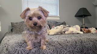 Rylies fun filled morning  with her favorite Toy#yorkies #viralvideo #cute #Rylie