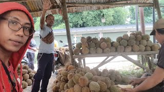 Nyetut Motor Amunisi Durian Dari Kp Utan Ke Ciseeng