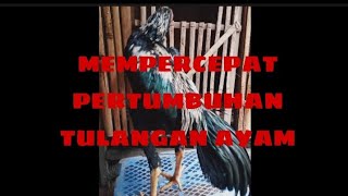 Racikan Pakan Ayam Usia 4-5 bulan Agar Tulangan Bagus ✅