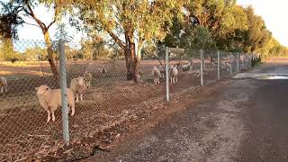 Look at them " i'm hungry"  Sheep’s #shortvideo #viral #shortsfeed