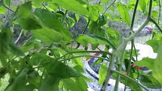 Rain. Tomatoes. Trees. Shed. TV. Faucet.