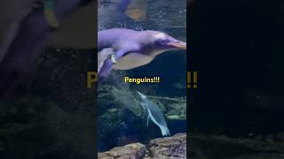 Penguins Exhibit #shorts #penguin