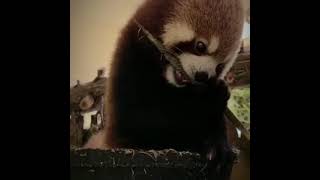 Red panda is eating bamboo