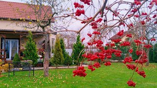 🏠🧡Не Могу Распрощаться с Осенью🍁Уютная Жизнь за Городом. Покупки #garden #дом #жизньвдеревне