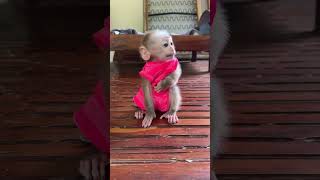 Cute Baby Monkey Max wait for Mom