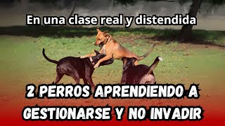 2 PERROS APRENDIENDO A GESTIONARSE Y NO INVADIR