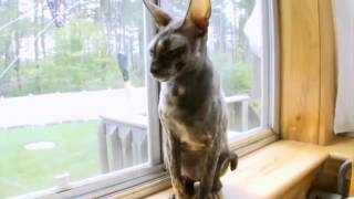 Cats 101  Cornish Rex