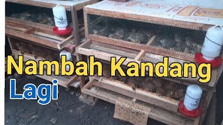 Membuat Kandang Puyuh Lagi