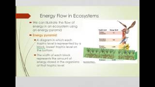 Energy Flow in Ecosystems