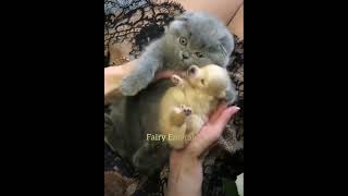 BEAUTIFUL CAT HUGS 🫂 #shorts #viral #beautiful #pets #cat #puppy #dog #doglover #reels