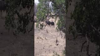 Four Lions Take On Massive Buffalo Herd#lion #animals #wildlife