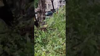 В Одессе дерево упало на припаркованные автомобили