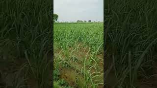 Farmer's whatsapp status kisan  status whatsapp status