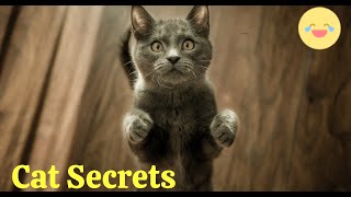 Madhouse! 😁What cats are capable of 🤣🐱 Funny compilation