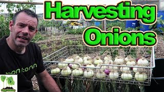 Harvest And Dry Homegrown Onions 👍 - When And How!😎