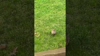 A bunny eating dandelions / Brady plays