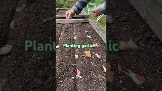 Fall planted garlic 🧄