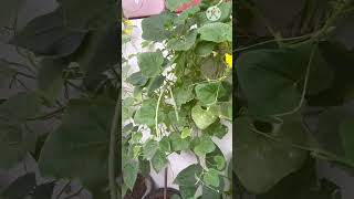 #Organic_beans_in_pots#shorts#ytshorts#homeo_gardening#agrohomeopathy#homeopathic#garden