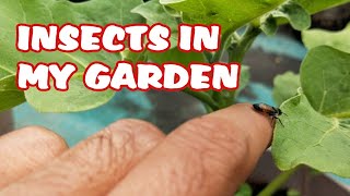 Live Stream: Insects in My Garden