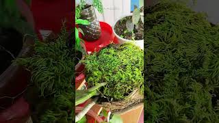 Propagation of Dendrobium Chrysanthum in Coconut Shell #shorts