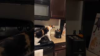 funny cat#cat #funnucats #catfunny #funny #funncats #youtubeshorts