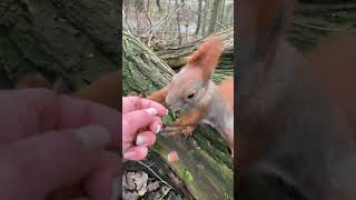 Double Colored Squirrel wants Hazelnuts 😂❤️ Funny Red Squirrels #shorts #funnysquirrels