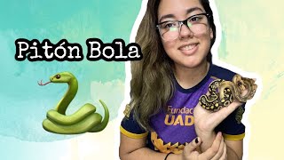 Pitón Bola 🐍🔥| CUIDADOS básicos ‼️| Alimentación 🐁| Te presento a mis NUEVAS pitón  bola 😱😱