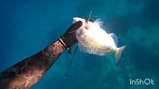 🔱Spearfishing🇬🇷 μετά από ένα μπούκωμα που με ταλαιπωρείσαι κάνα μήνα 😤