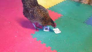 Hen Playing Cards- Chooses Queen of Hearts Smart chicken of week CHOE FEb 2019