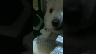 Вестик #вестикиастрахань #pets #westie  щенок #вестики #лучшаясобака