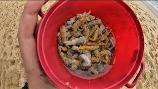 Se você usar essa isca nessa praia, certeza que você pegue um desses, pesca de praia em Ubatuba SP