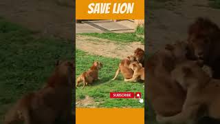 Gang war | #savelion #savethelions #4k