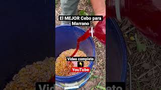 VIDEO COMPLETO en YouTube.No sabes cómo atraer los marranos salvajes?Yo te puedo ayudar. #hunting