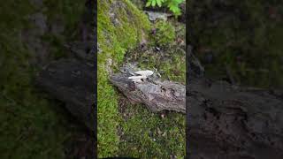 Macro Photography #shorts | Lentinus arcularius | Spring polypore | Fungi | Mushrooms | Closeup