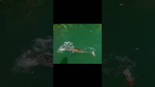 pemancing ini mendapatkan Sambaran ikan monster #shortsvideo #shortsviral